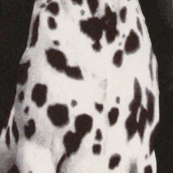 1171-100: Dalmation Ties Fireman Neckties Black by Steven Harris