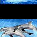 1333-100: Dolphin Ties Stripe Ocean Sea Neckties by Steven Harris